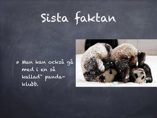 Sista faktan
Man kan ocks? g?
med i en s?
kallad" panda-
klubb.
 