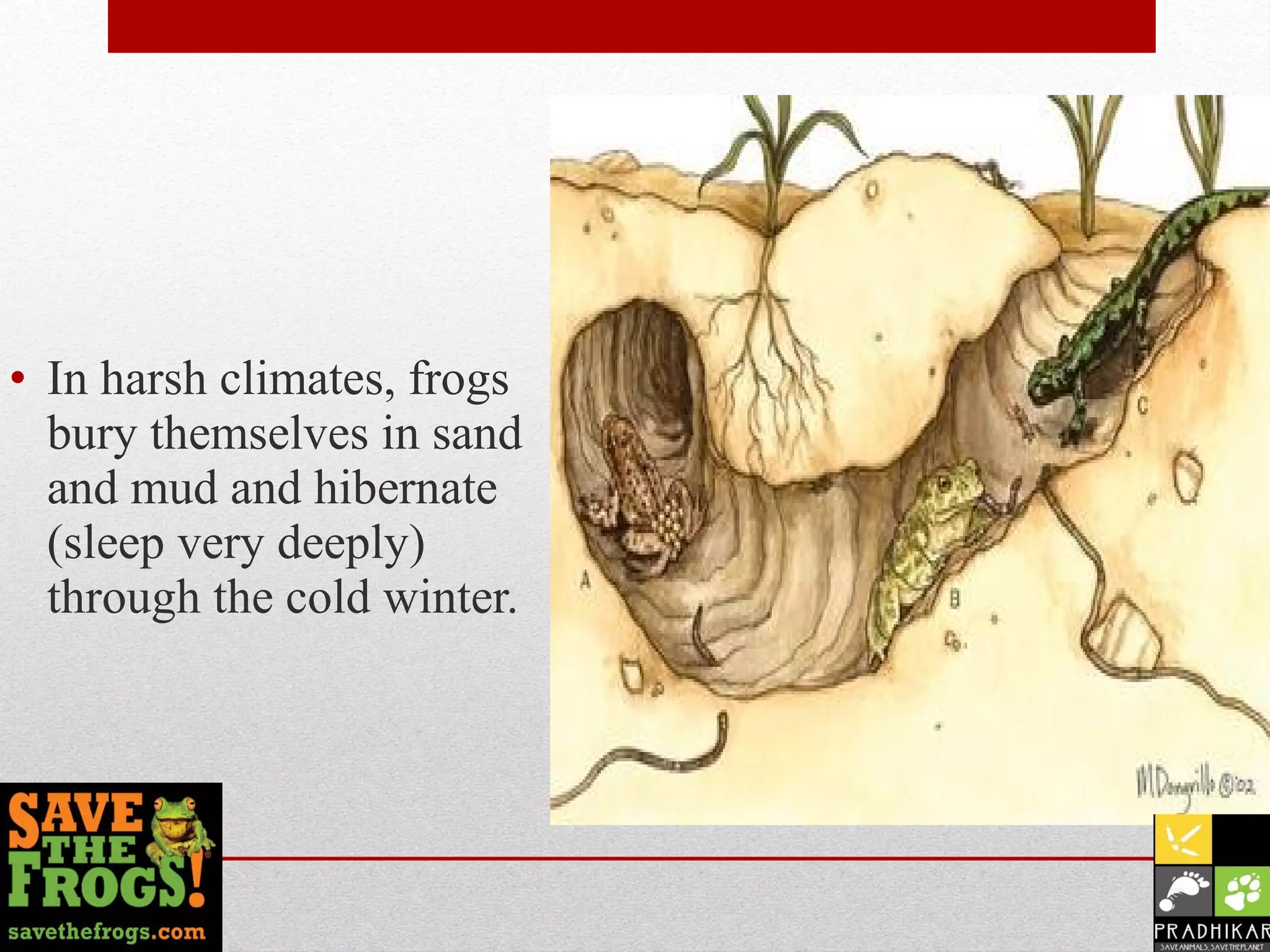 Frog Protection Presentation on save the frogs | PPT