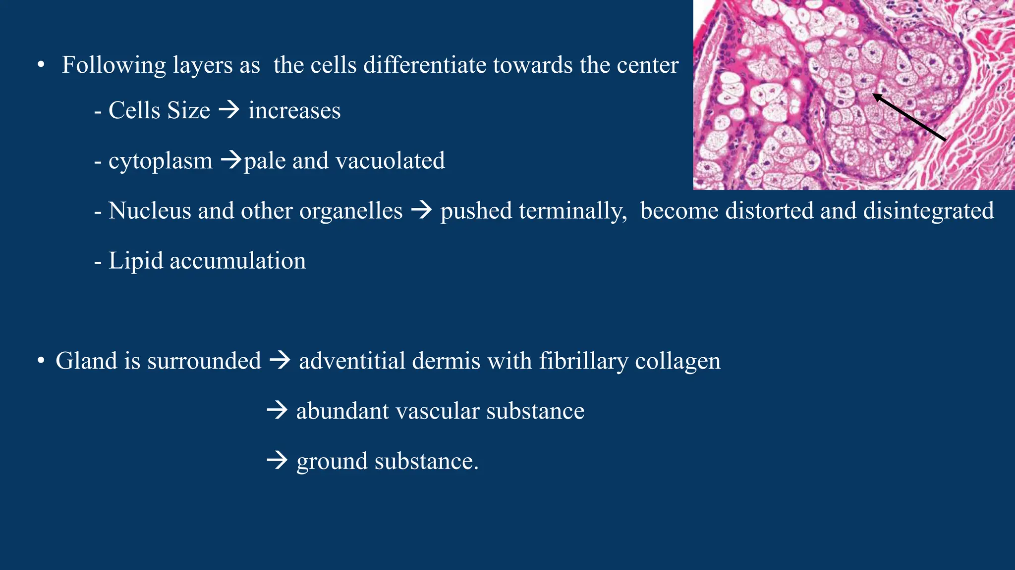 Anatomy and physiology of sebaceous glands.pptx