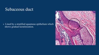 Sebatical Image Anatomy and physiology of sebaceous glands.pptx