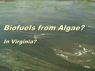 Biofuels from Algae?
In Virginia?
 