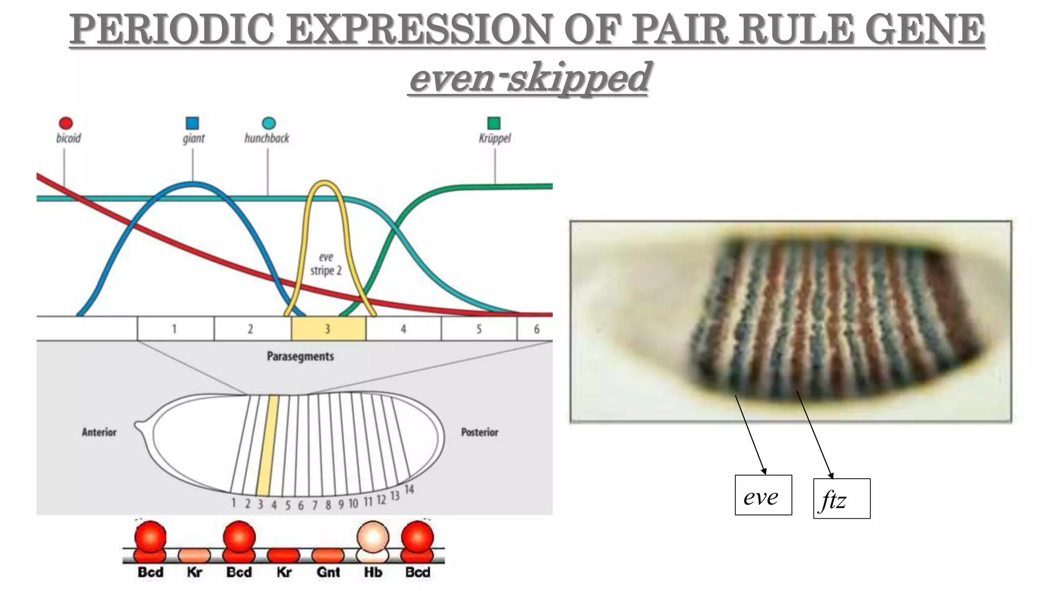eve ftz
PERIODIC EXPRESSION OF PAIR RULE GENE
even-skipped
 
