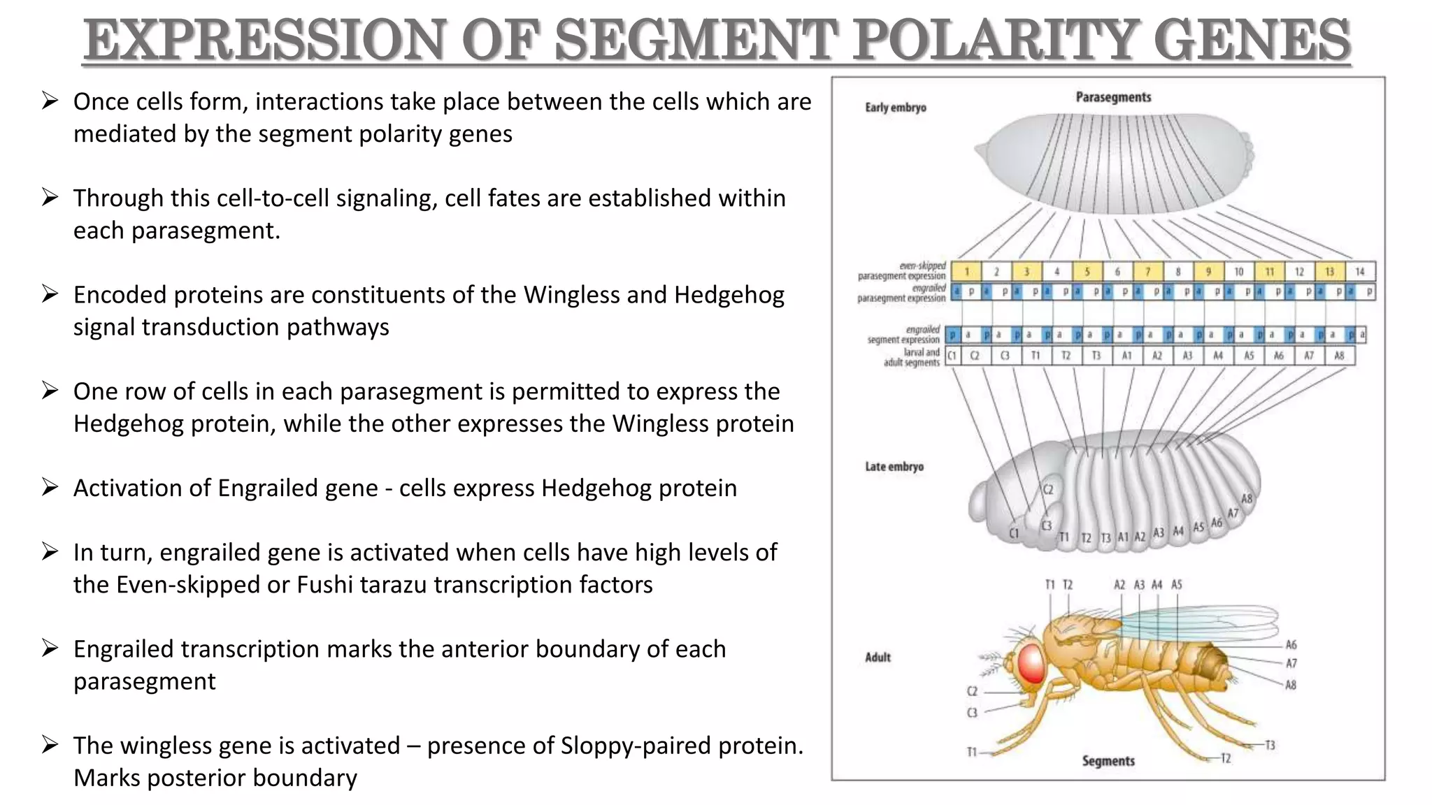 EXPRESSION OF SEGMENT POLARITY GENES
 Once cells form, interactions take place between the cells which are
mediated by the segment polarity genes
 Through this cell-to-cell signaling, cell fates are established within
each parasegment.
 Encoded proteins are constituents of the Wingless and Hedgehog
signal transduction pathways
 One row of cells in each parasegment is permitted to express the
Hedgehog protein, while the other expresses the Wingless protein
 Activation of Engrailed gene - cells express Hedgehog protein
 In turn, engrailed gene is activated when cells have high levels of
the Even-skipped or Fushi tarazu transcription factors
 Engrailed transcription marks the anterior boundary of each
parasegment
 The wingless gene is activated – presence of Sloppy-paired protein.
Marks posterior boundary
 