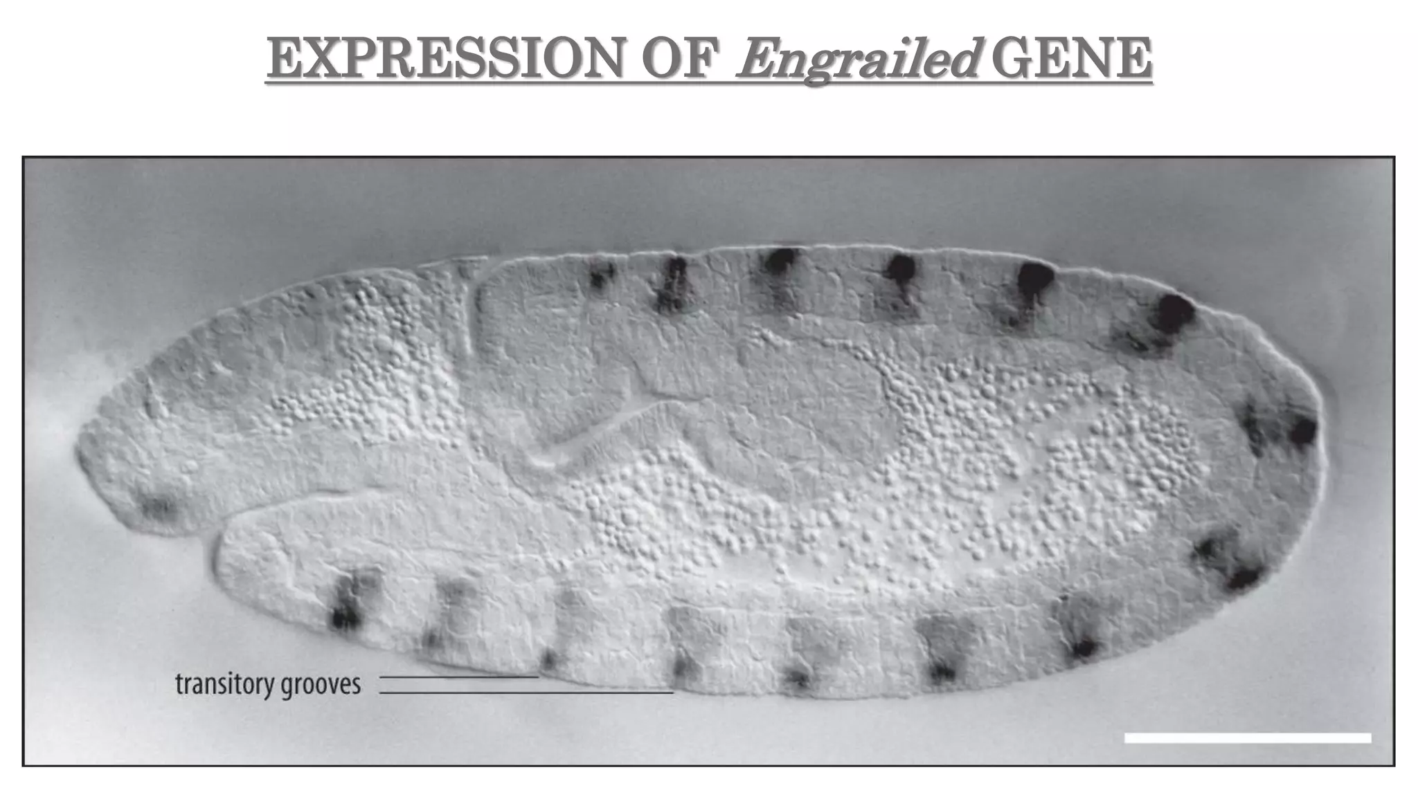 EXPRESSION OF Engrailed GENE
 