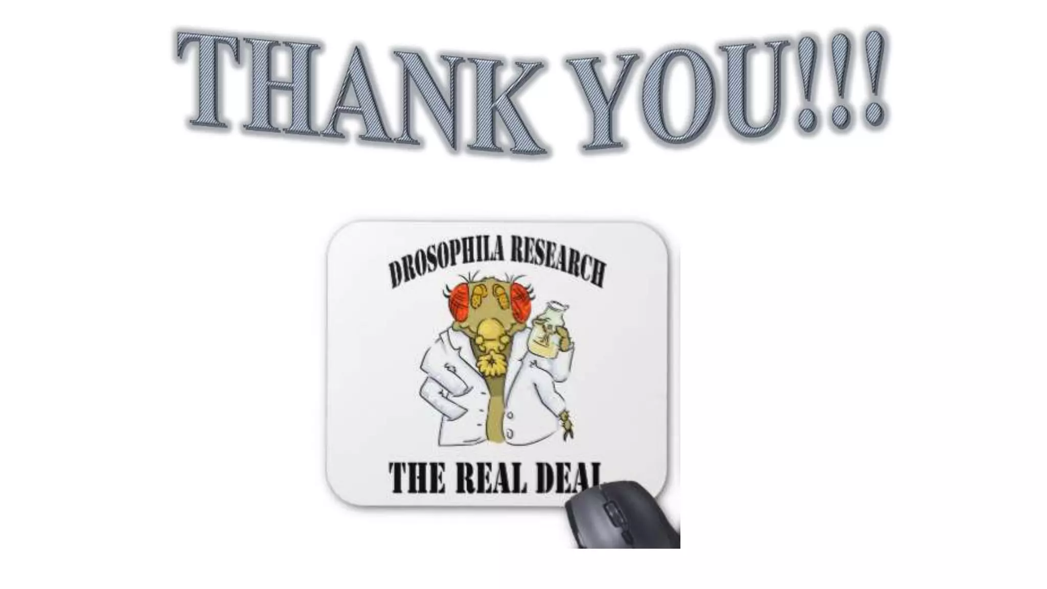 Segmentation in Drosophila melanogaster 