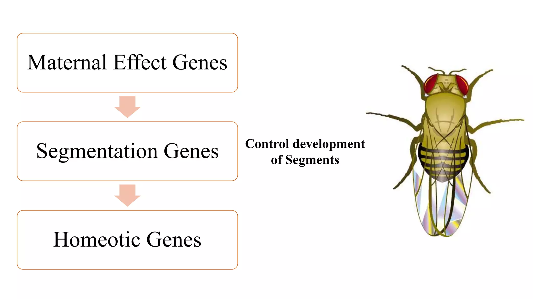 Maternal Effect Genes
Segmentation Genes
Homeotic Genes
Control development
of Segments
 
