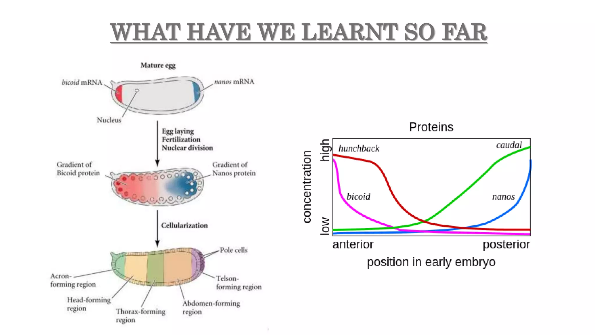 WHAT HAVE WE LEARNT SO FAR
 