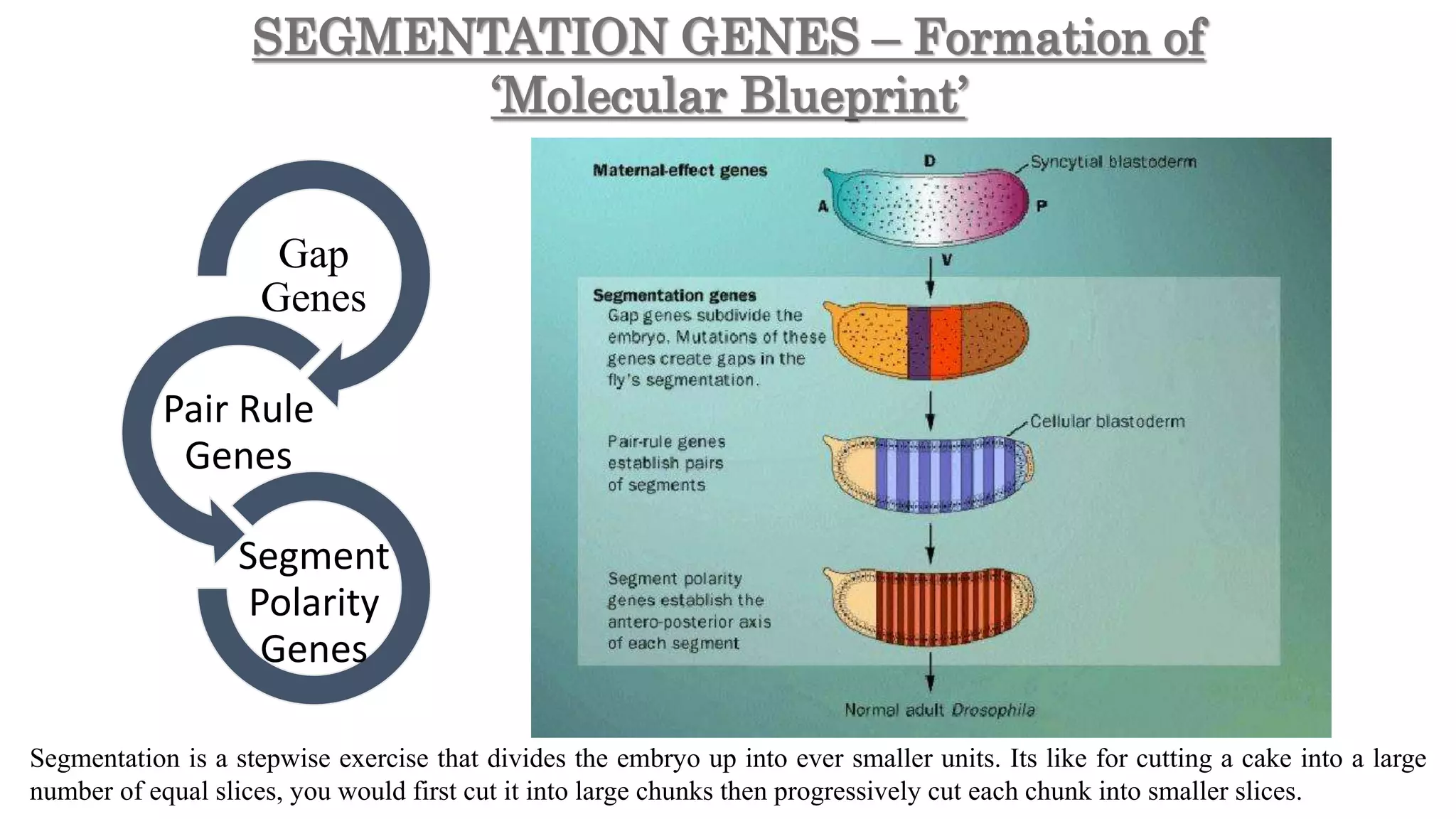 SEGMENTATION GENES – Formation of
‘Molecular Blueprint’
Gap
Genes
Pair Rule
Genes
Segment
Polarity
Genes
Segmentation is a stepwise exercise that divides the embryo up into ever smaller units. Its like for cutting a cake into a large
number of equal slices, you would first cut it into large chunks then progressively cut each chunk into smaller slices.
 