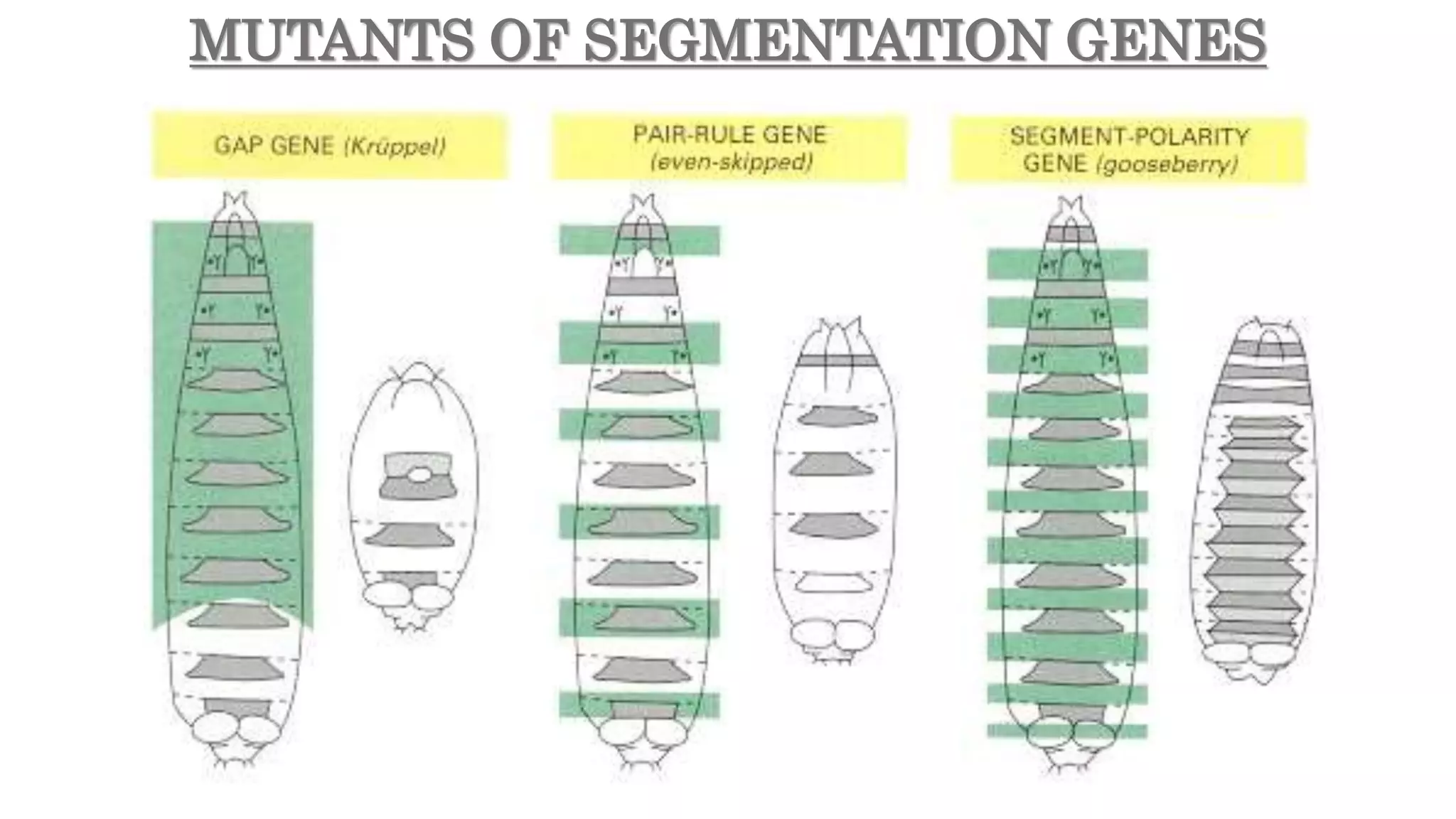 MUTANTS OF SEGMENTATION GENES
 