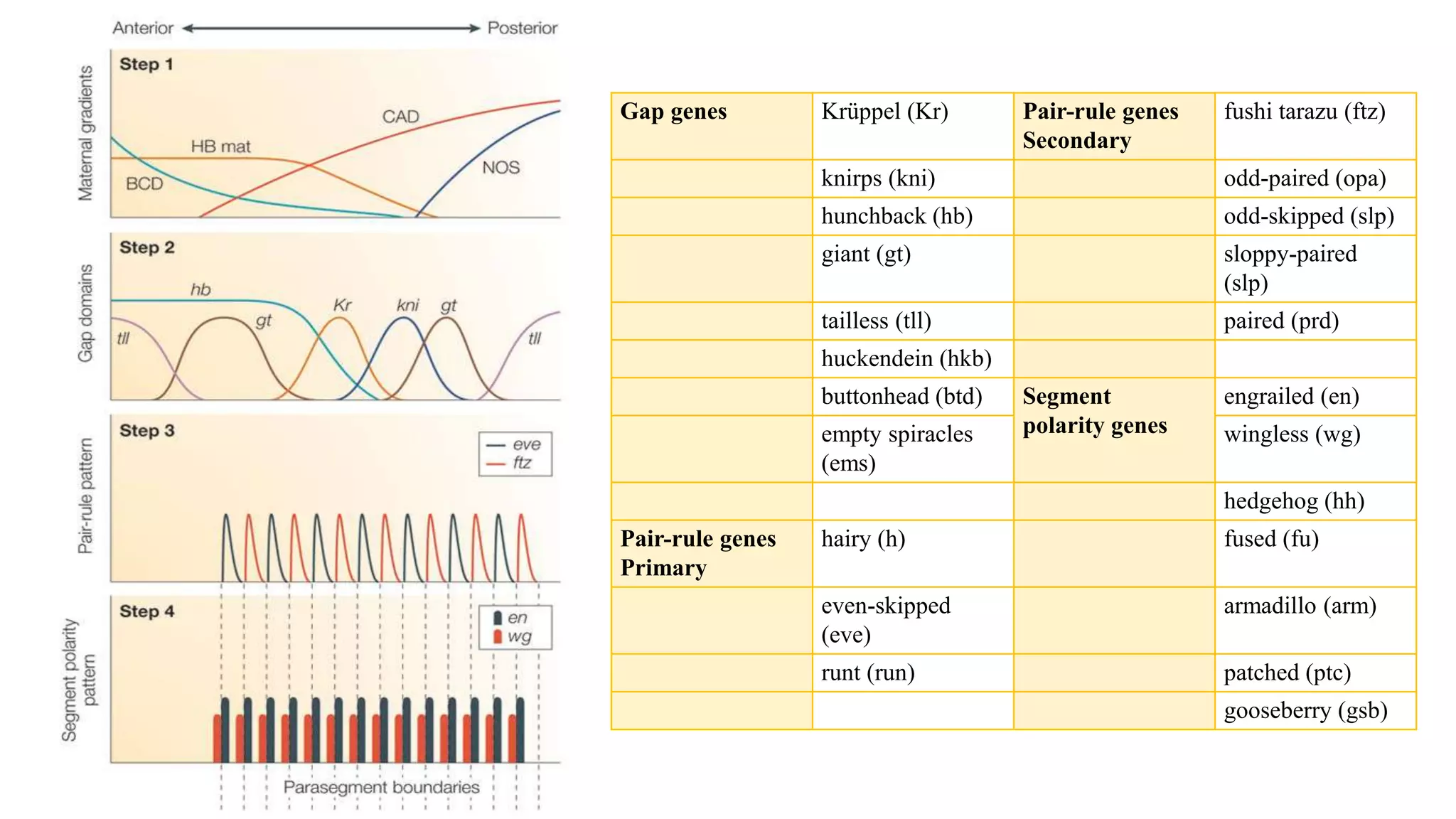 Gap genes Krüppel (Kr) Pair-rule genes
Secondary
fushi tarazu (ftz)
knirps (kni) odd-paired (opa)
hunchback (hb) odd-skipped (slp)
giant (gt) sloppy-paired
(slp)
tailless (tll) paired (prd)
huckendein (hkb)
buttonhead (btd) Segment
polarity genes
engrailed (en)
empty spiracles
(ems)
wingless (wg)
hedgehog (hh)
Pair-rule genes
Primary
hairy (h) fused (fu)
even-skipped
(eve)
armadillo (arm)
runt (run) patched (ptc)
gooseberry (gsb)
 