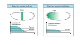 Segmentation in Drosophila melanogaster | PPTX