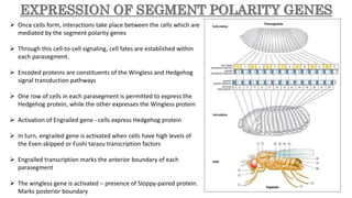 Segmentation in Drosophila melanogaster | PPTX