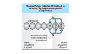 Segmentation in Drosophila melanogaster | PPTX