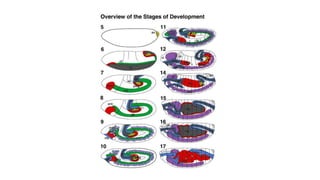 Segmentation in Drosophila melanogaster | PPTX