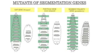Segmentation in Drosophila melanogaster | PPTX
