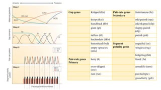 Segmentation in Drosophila melanogaster | PPTX