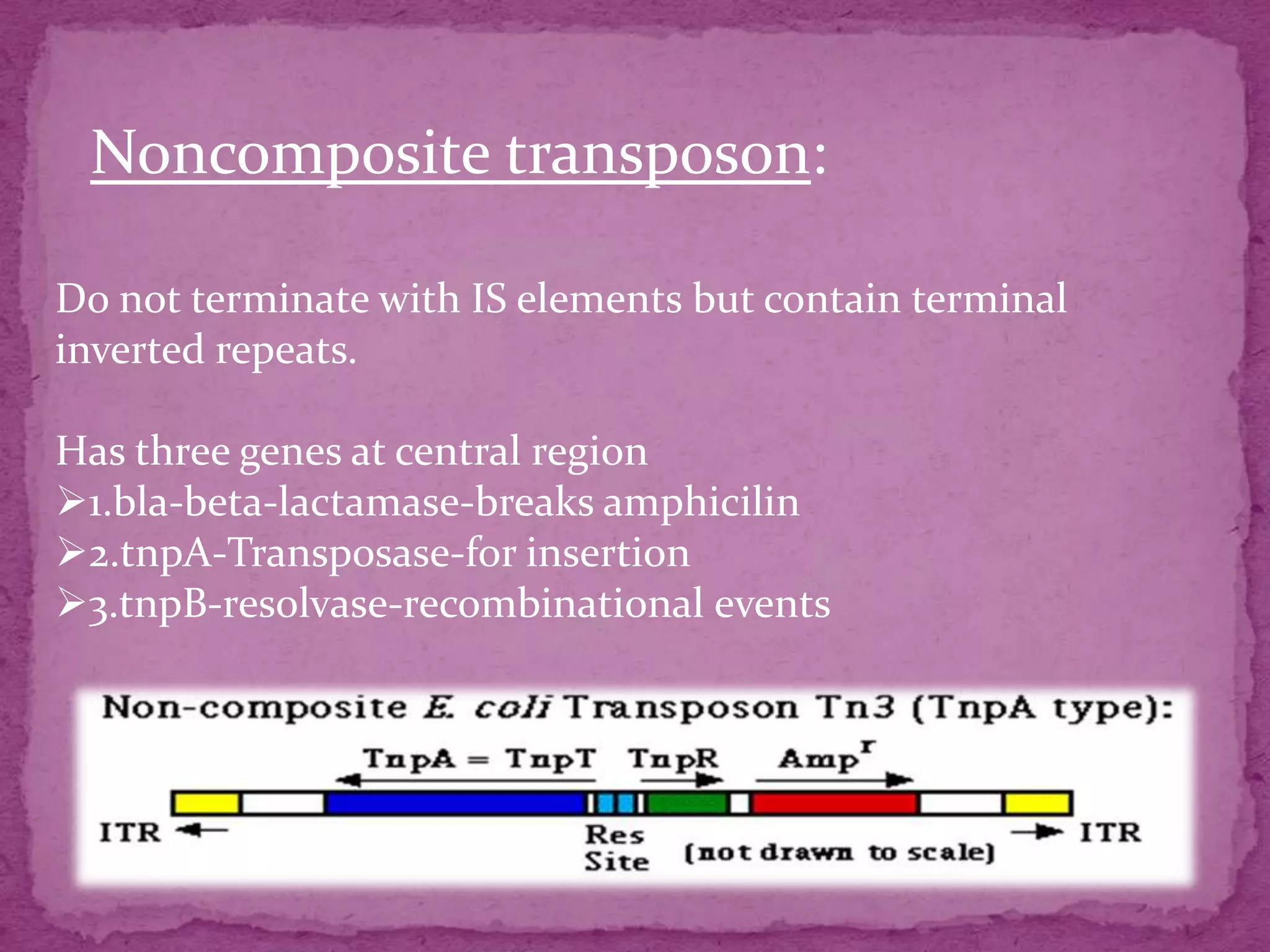 Noncomposite transposon:

Do not terminate with IS elements but contain terminal
inverted repeats.

Has three genes at central region
1.bla-beta-lactamase-breaks amphicilin
2.tnpA-Transposase-for insertion
3.tnpB-resolvase-recombinational events
 
