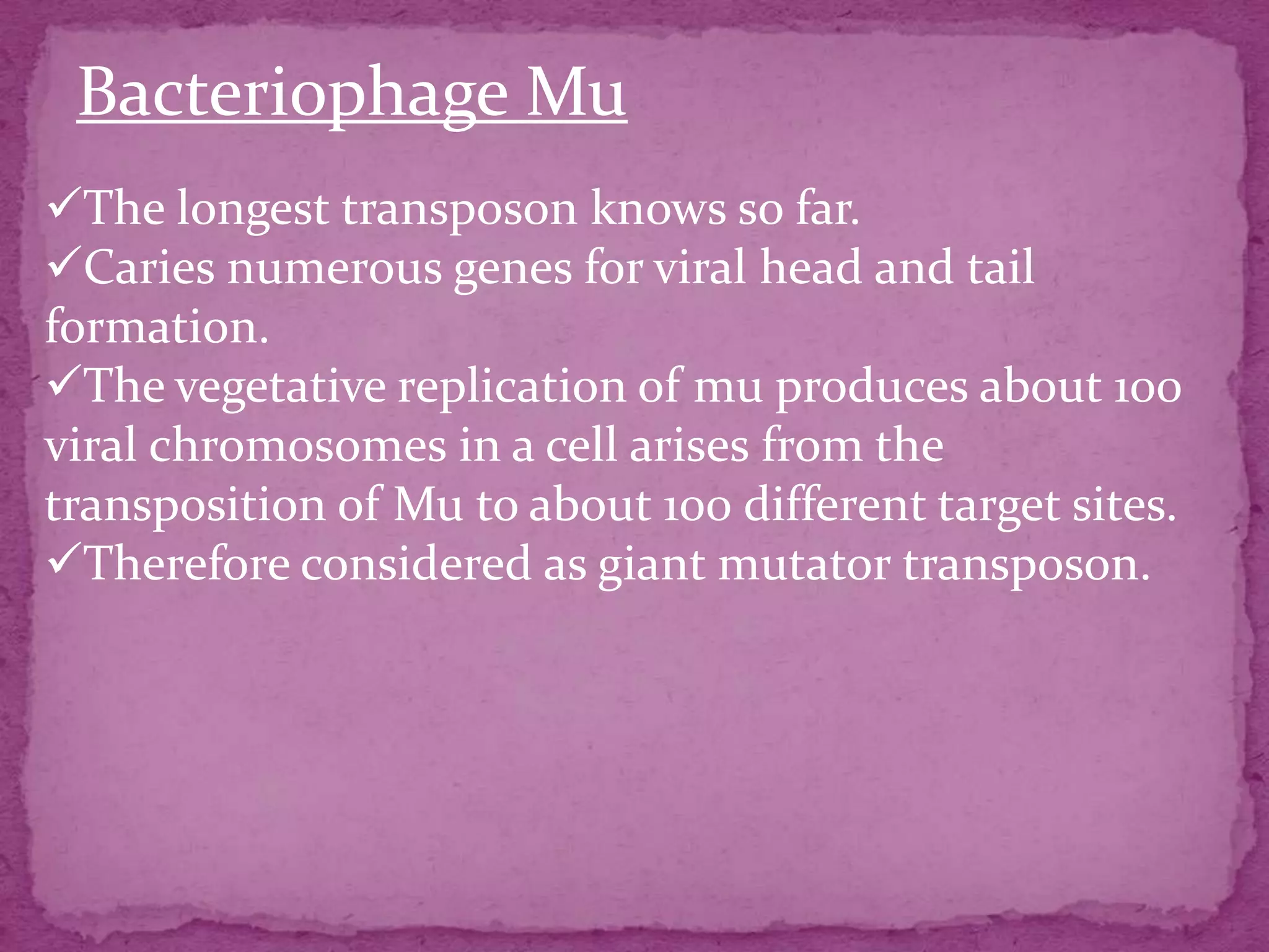 Bacteriophage Mu
The longest transposon knows so far.
Caries numerous genes for viral head and tail
formation.
The vegetative replication of mu produces about 100
viral chromosomes in a cell arises from the
transposition of Mu to about 100 different target sites.
Therefore considered as giant mutator transposon.
 