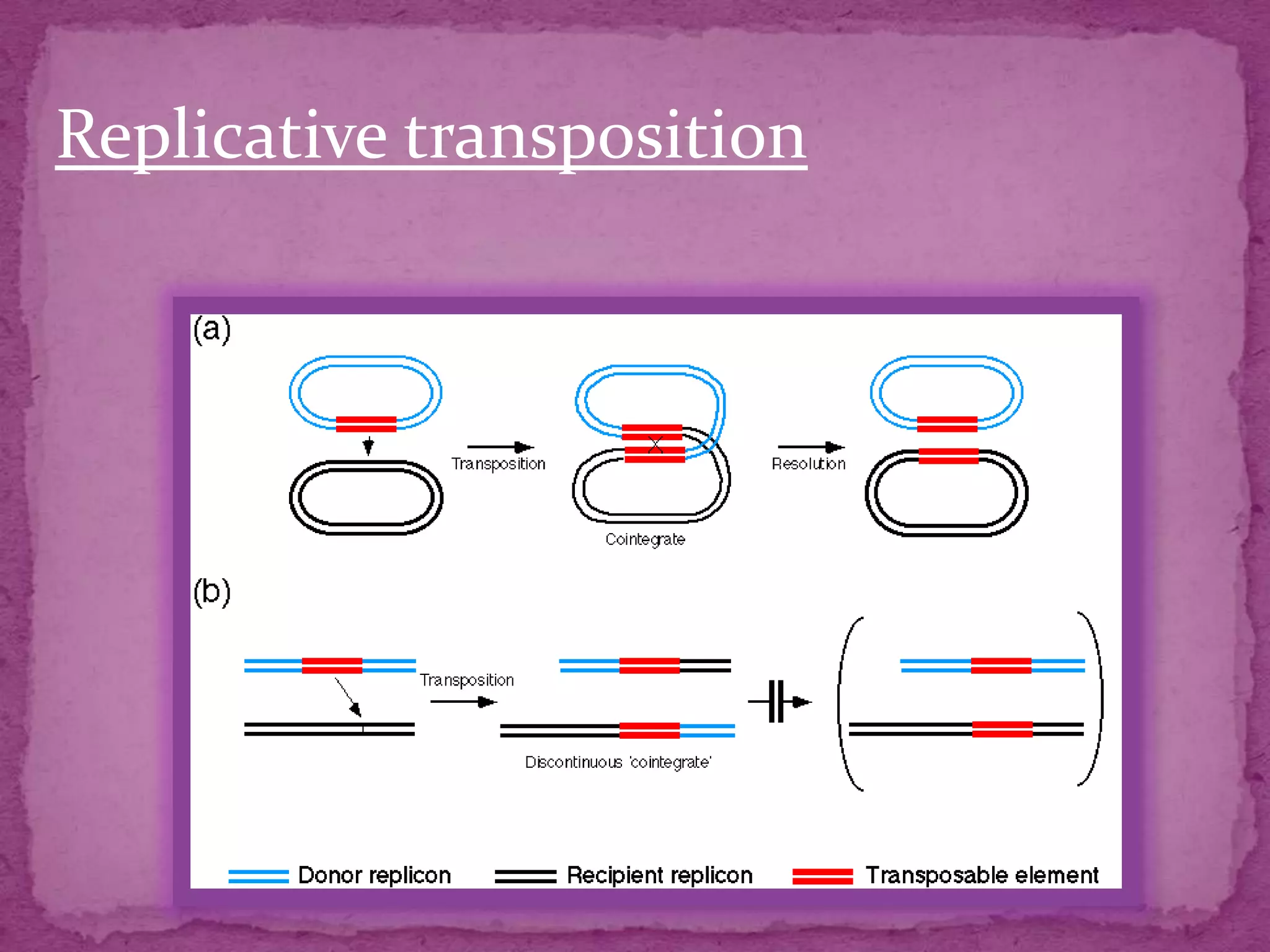 Replicative transposition
 