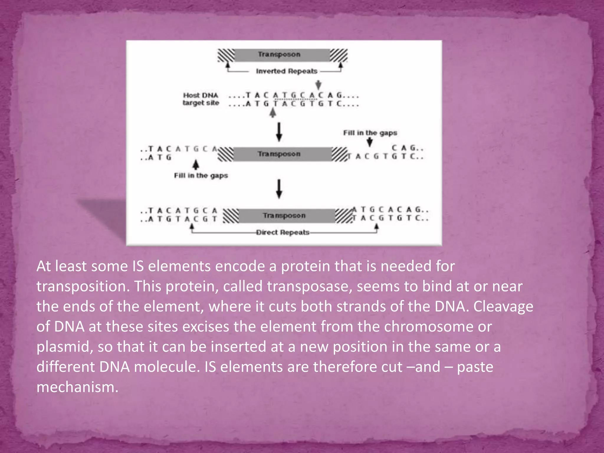 At least some IS elements encode a protein that is needed for
transposition. This protein, called transposase, seems to bind at or near
the ends of the element, where it cuts both strands of the DNA. Cleavage
of DNA at these sites excises the element from the chromosome or
plasmid, so that it can be inserted at a new position in the same or a
different DNA molecule. IS elements are therefore cut –and – paste
mechanism.
 