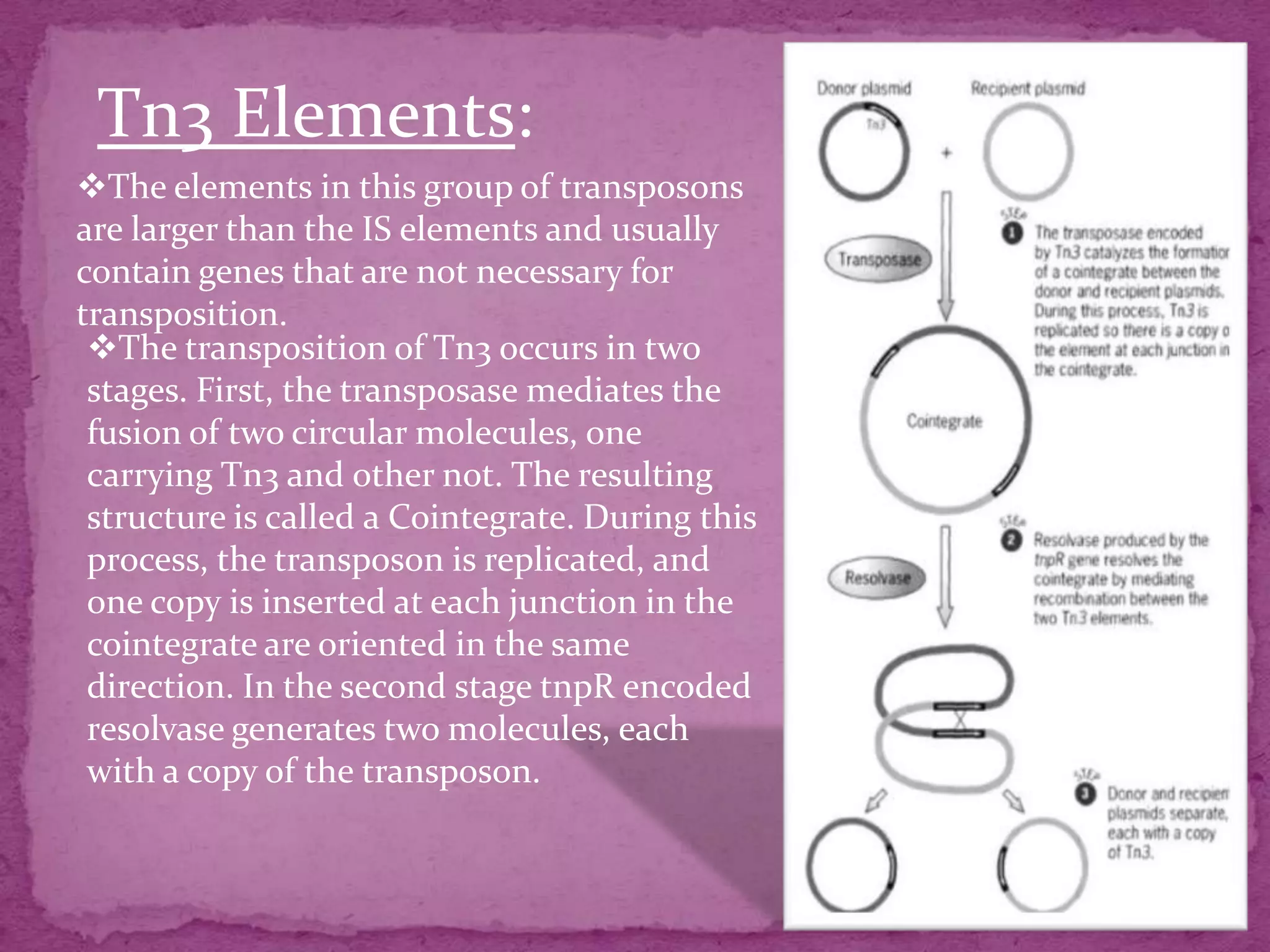 Tn3 Elements:
The elements in this group of transposons
are larger than the IS elements and usually
contain genes that are not necessary for
transposition.
 The transposition of Tn3 occurs in two
 stages. First, the transposase mediates the
 fusion of two circular molecules, one
 carrying Tn3 and other not. The resulting
 structure is called a Cointegrate. During this
 process, the transposon is replicated, and
 one copy is inserted at each junction in the
 cointegrate are oriented in the same
 direction. In the second stage tnpR encoded
 resolvase generates two molecules, each
 with a copy of the transposon.
 