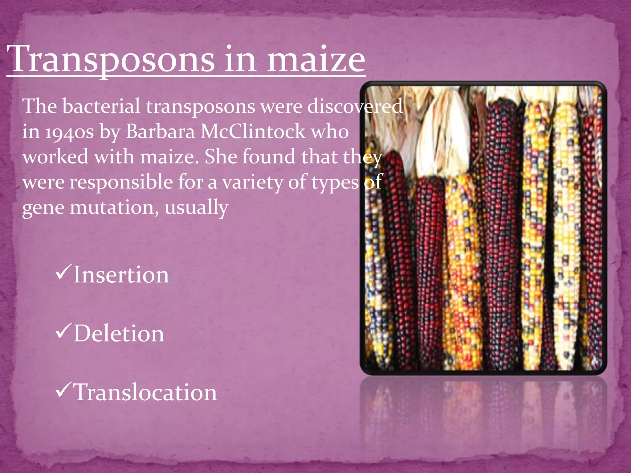 Transposons in maize
The bacterial transposons were discovered
in 1940s by Barbara McClintock who
worked with maize. She found that they
were responsible for a variety of types of
gene mutation, usually


   Insertion

   Deletion

   Translocation
 