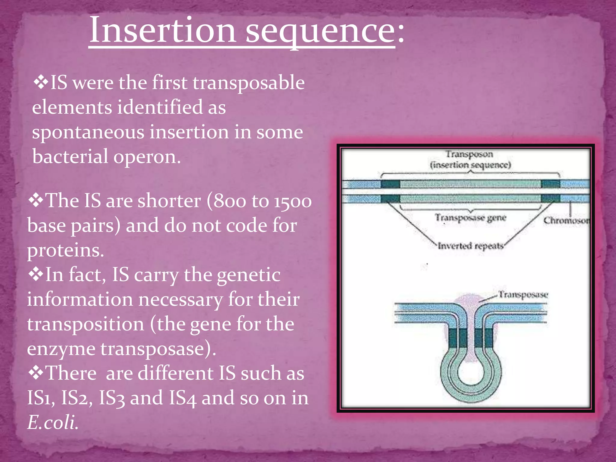 Insertion sequence:
IS were the first transposable
elements identified as
spontaneous insertion in some
bacterial operon.

The IS are shorter (800 to 1500
base pairs) and do not code for
proteins.
In fact, IS carry the genetic
information necessary for their
transposition (the gene for the
enzyme transposase).
There are different IS such as
IS1, IS2, IS3 and IS4 and so on in
E.coli.
 