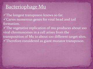 Bacteriophage Mu
The longest transposon knows so far.
Caries numerous genes for viral head and tail
formation.
The vegetative replication of mu produces about 100
viral chromosomes in a cell arises from the
transposition of Mu to about 100 different target sites.
Therefore considered as giant mutator transposon.
 