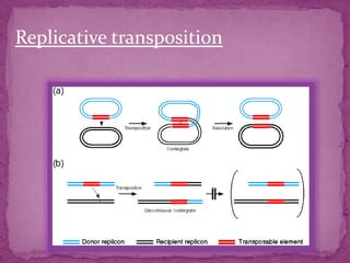 Replicative transposition
 
