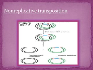 Nonreplicative transposition
 