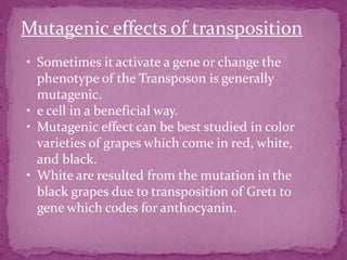 Mutagenic effects of transposition
• Sometimes it activate a gene or change the
  phenotype of the Transposon is generally
  mutagenic.
• e cell in a beneficial way.
• Mutagenic effect can be best studied in color
  varieties of grapes which come in red, white,
  and black.
• White are resulted from the mutation in the
  black grapes due to transposition of Gret1 to
  gene which codes for anthocyanin.
 