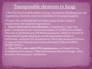 Transposable elements in fungi
The TEs found in three orders of Fungi, Ascomycota, Basidomycota, and
Zygomycota. However, most were identified in Ascomycota species.
Fungus TEs are divided into two main classes by their mode of
transposition and structural organization.
1. Class I elements or retroelements, transpose by a “copy-and-
paste” mechanism by the reverse transcription of an RNA intermediate.
This class is sub divide into LTR Retrotransposons, which are flanked by
long terminal repeats sharing an overall organization similar to
retrovimses, and non-LTR retroelements, which have structural features
of long and short interspersed nuclear elements( LINEs and SINEs,
RESPECTIVELY.)
 2. Class II TEs, also called DNA transposons, are flanked by two
terminal inverted repeats ( TIRs) and transpose directly through a DNA
form by a “cut-and-paste” mechanism.
 