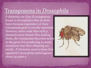 Transposons in Drosophila
P elements are class II transposons
found in drosophila’s they do little
harm because expression of their
transposase gene is usually repressed.
However, when male flies with p
elements mate female flies lacking
them, the transposase becomes active
in the germ line producing so many
mutations that their offspring are
sterile. P elements seem to have first
appeared I drosophila melanogaster
about 50 years a
 