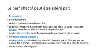 Le nerf olfactif peut être altéré par:
• le tabagisme ;
• des intoxications ;
• certains traitements médicamenteux ;
• certaines infections, notamment celles causées par le virus de l’influenza (
grippes) ou celles causées par le virus herpès simplex ;
• des hépatites virales, des inflammations du foie causées par un virus ;
• des traumatismes crâniens ;
• des méningiomes, des tumeurs, souvent bénignes, qui se développent au
niveau des méninges, membranes recouvrant le cerveau et la moelle épinière ;
• des maladies neurologiques.
 