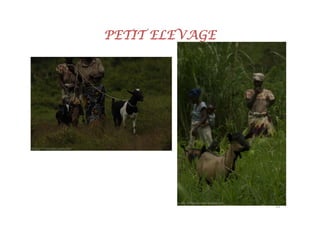 PETIT ELEVAGE




                22
 