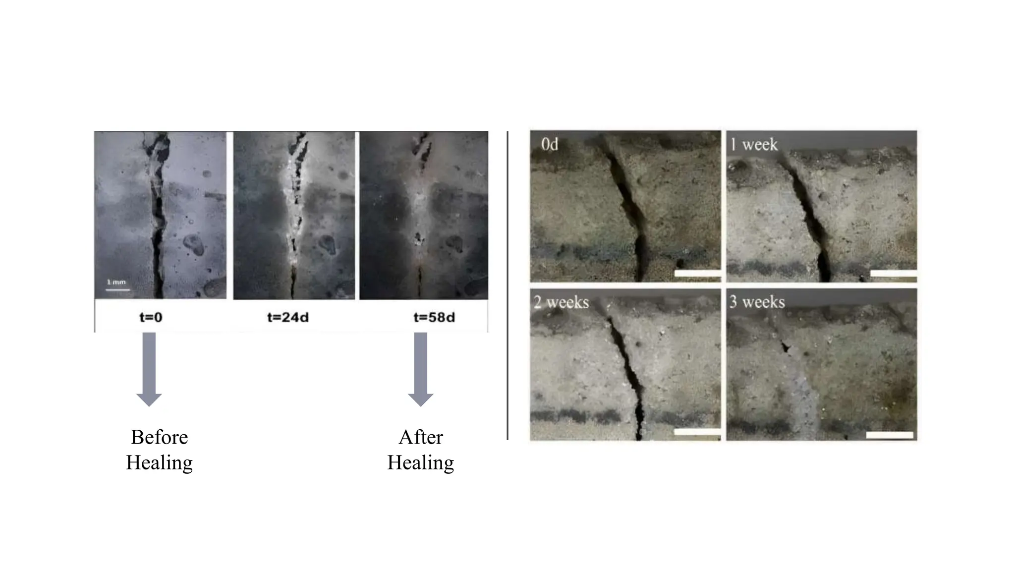 Presentation SHC.pptx on self healing concrete | PPTX