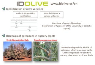 www.idolive.es/en
Identification of olive varieties
 Tuberculosis del olivo causada por Pseudomonas savastanoi
 pv. savastanoi (Pss).
         varietal authenticity         identification of a
 Formación de verification tronco,
              tumores en               sample unknown
 ramas, hojas y fruto.

                                              Data base of group of Pomology
                                     Department of Agronomy of the University of Córdoba
                                                          (Spain)


Diagnosis of pathogens in nursery plants
 Tuberculosis del olivo causada por Pseudomonas savastanoi
 pv. savastanoi (Pss).
Verticillium dahliae Kleb     Pseudomonas savastanoi
 Formación de tumores en tronco,
 ramas, hojas y fruto.
                                                              Molecular diagnosis by RT-PCR of
                                                             pathogens which is required by the
                                                               Spanish legislation for certified
                                                             nursery olive plants in UE and Spain
 