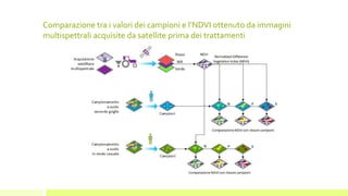 Comparazione tra i valori dei campioni e l’NDVI ottenuto da immagini
multispettrali acquisite da satellite prima dei trattamenti
 