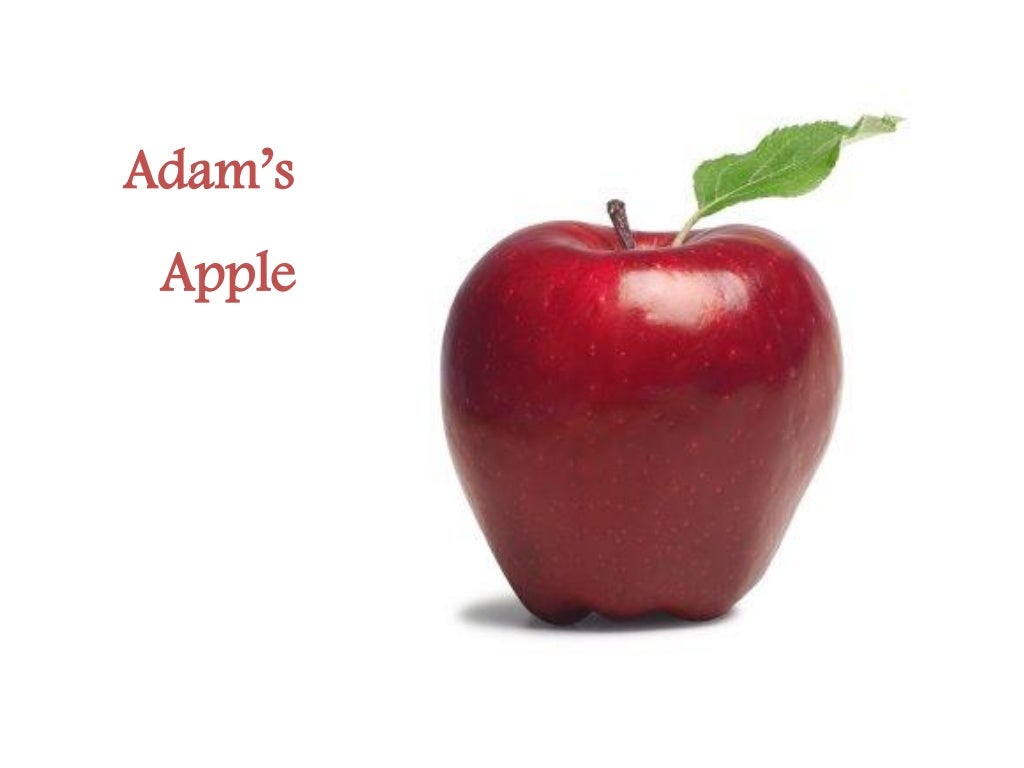Adam’s Apple
