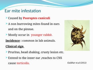 Crusty Lab Presentation skin (1)11111111.pptgfjkftkuylkfujdjx | PPTX