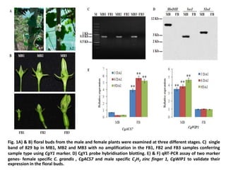 Fig. 1A) & B) floral buds from the male and female plants were examined at three different stages. C) single
band of 829 bp in MB1, MB2 and MB3 with no amplification in the FB1, FB2 and FB3 samples conferring
sample type using CgY1 marker. D) CgY1 probe hybridisation blotting. E) & F) qRT-PCR assay of two marker
genes- female specific C. grandis , CgACS7 and male specific C2H2 zinc finger 1, CgWIP1 to validate their
expression in the floral buds.
 