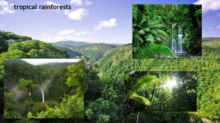 tropical rainforests
tropical rainforests
 