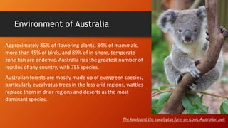 Environment of Australia
The koala and the eucalyptus form an iconic Australian pair
Approximately 85% of flowering plants, 84% of mammals,
more than 45% of birds, and 89% of in-shore, temperate-
zone fish are endemic. Australia has the greatest number of
reptiles of any country, with 755 species.
Australian forests are mostly made up of evergreen species,
particularly eucalyptus trees in the less arid regions, wattles
replace them in drier regions and deserts as the most
dominant species.
 