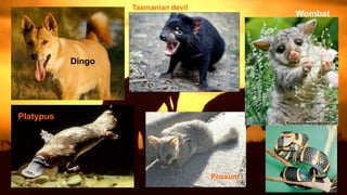 Dingo
Platypus
Tasmanian devil
Possum
Wombat
 