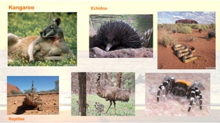 Kangaroo Echidna
Reptiles
 