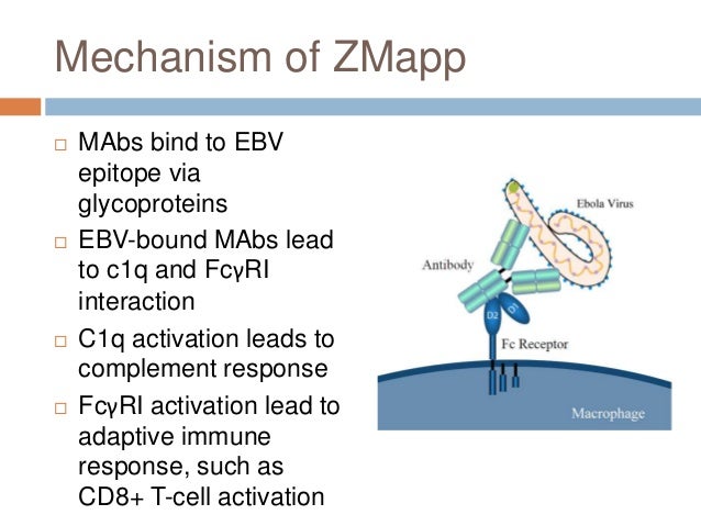 How does ZMapp function to fight Ebola in humans & can it be used as