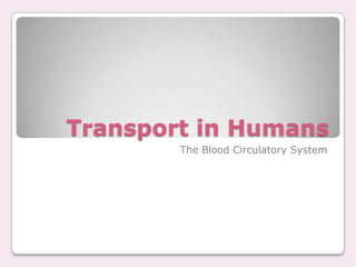 Transport in Humans The Blood Circulatory System 