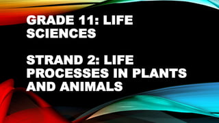 GRADE 11: LIFE
SCIENCES
STRAND 2: LIFE
PROCESSES IN PLANTS
AND ANIMALS
 