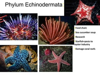 Phylum Echinodermata:

Food chain
Sea cucumber soup
Research
Starfish=pests to
oyster industry
Damage coral reefs

 