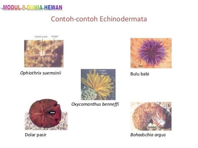 Presentations of echinodermata